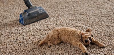 Pet odor removal service
